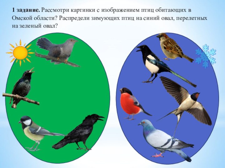 1 задание. Рассмотри картинки с изображением птиц обитающих в Омской области? Распредели