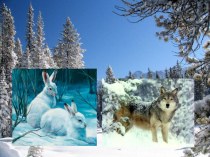 Презентация к занятию о диких животных зимой презентация по окружающему миру
