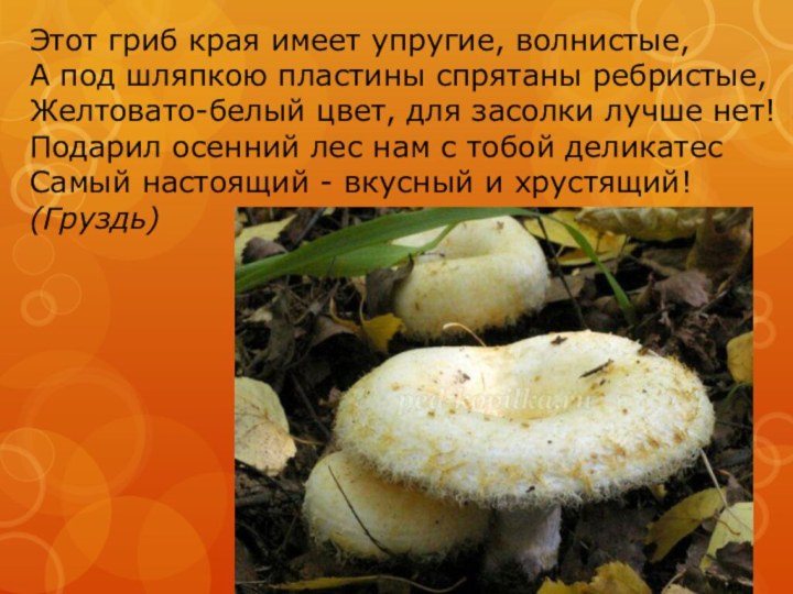 Этот гриб края имеет упругие, волнистые, А под шляпкою пластины спрятаны ребристые, Желтовато-белый