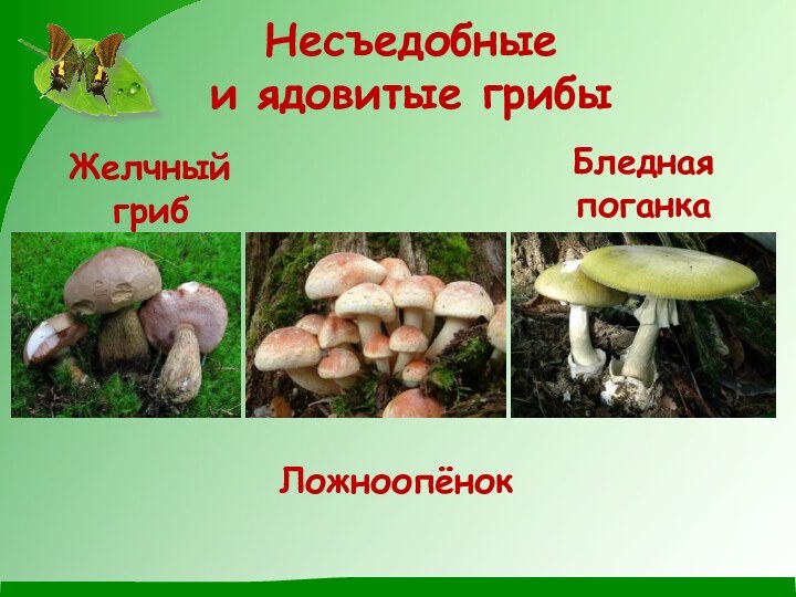 Несъедобные  и ядовитые грибы     Желчный гриб  ЛожноопёнокБледная поганка