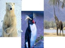 Где живут белые медведи, пингвины и слоны? план-конспект урока по окружающему миру (1 класс)