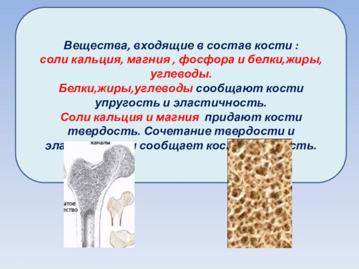 Вещества, входящие в состав кости : соли кальция, магния , фосфора и
