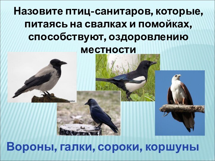 Назовите птиц-санитаров, которые, питаясь на свалках и помойках, способствуют, оздоровлению местности Вороны, галки, сороки, коршуны
