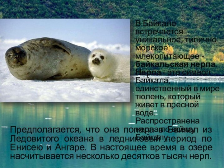 В Байкале встречается уникальное, типично морское млекопитающее - байкальская нерпа. Нерпа -
