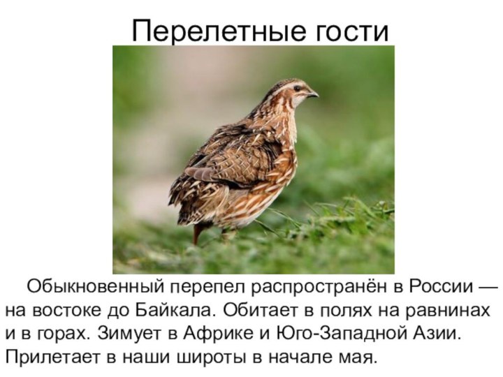 Перелетные гости  Обыкновенный перепел распространён в России — на востоке до