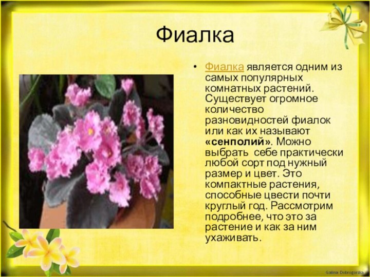 ФиалкаФиалка является одним из самых популярных комнатных растений. Существует огромное