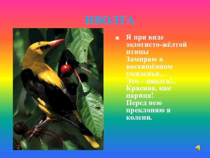 ИВОЛГАЯ при виде золотисто-жёлтой птицы Замираю в восхищённом умиленьи… Это – иволга!..