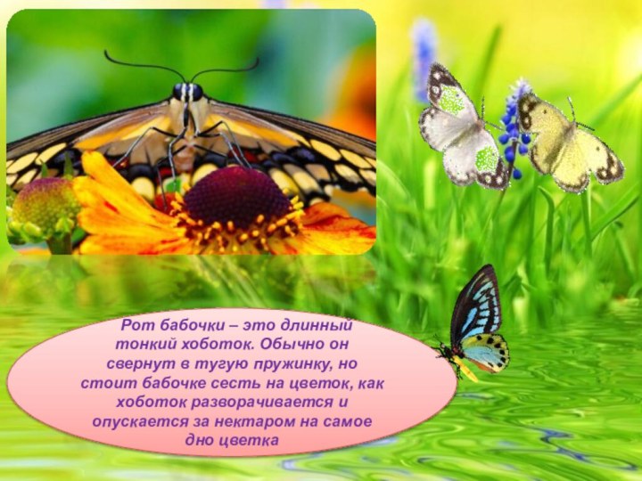 Рот бабочки – это длинный тонкий хоботок. Обычно он свернут в