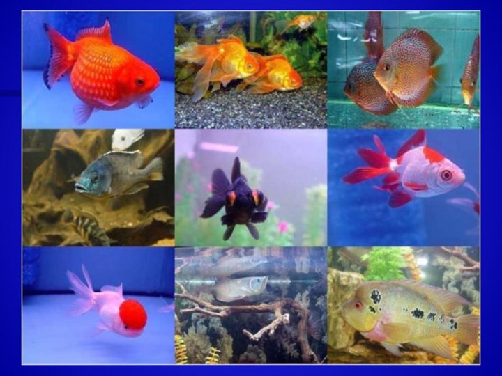 Разнообразие аквариумных рыбок