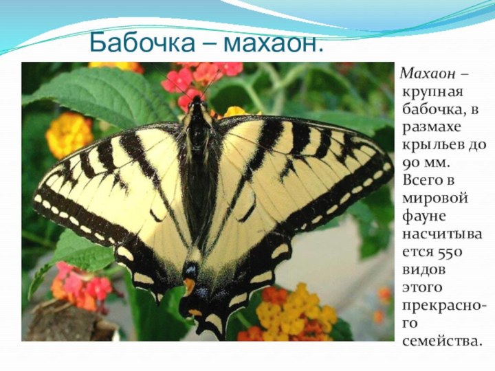Бабочка – махаон.  Махаон – крупная бабочка, в размахе крыльев до