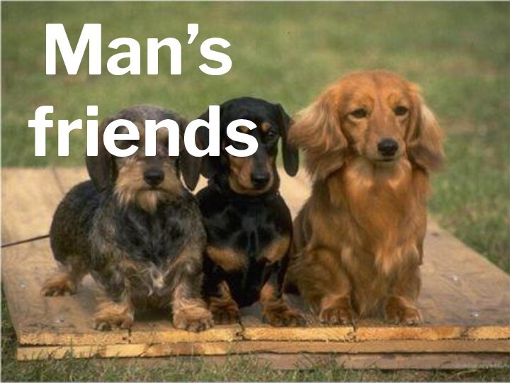 Man’s friends