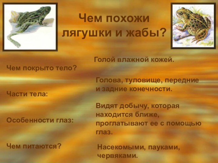 Чем похожи лягушки и жабы?Чем покрыто тело?Части тела:Особенности глаз:Чем питаются?Голой влажной кожей.Голова,