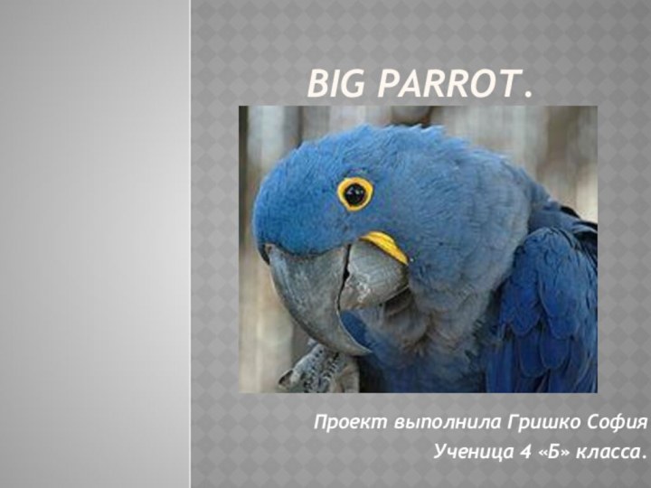 BIG parrot.   Проект выполнила Гришко София Ученица 4 «Б» класса.