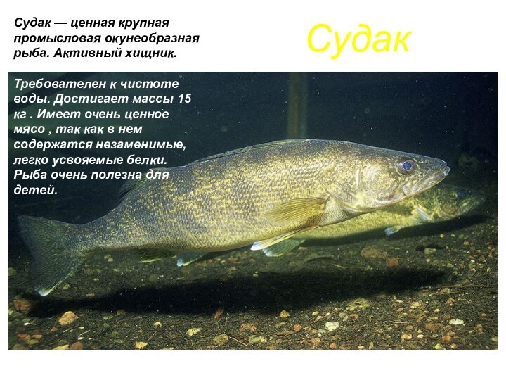 СудакСудак — ценная крупная промысловая окунеобразная рыба. Активный хищник.Требователен к чистоте воды.