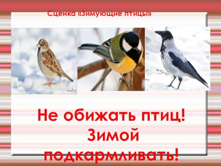 Сценка «Зимующие птицы»Не обижать птиц! Зимой подкармливать!
