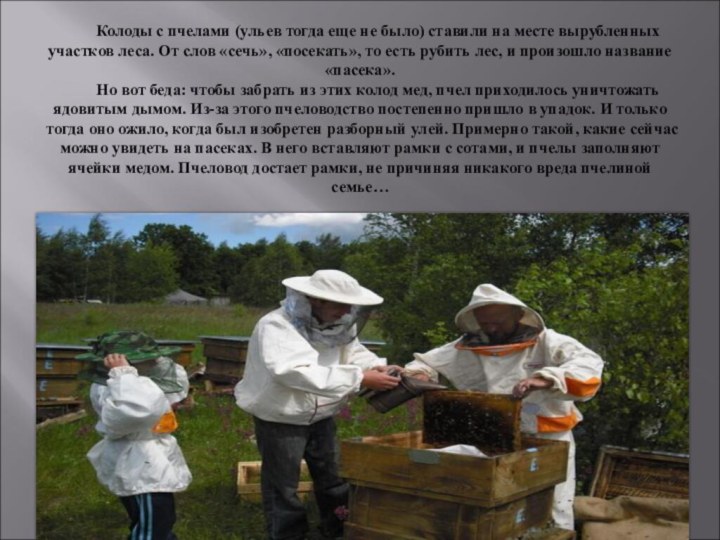 Колоды с пчелами (ульев тогда еще не было) ставили на месте вырубленных