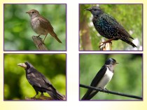 Конспект логопедического занятия : Перелетные птицы весной план-конспект занятия по развитию речи (старшая группа)