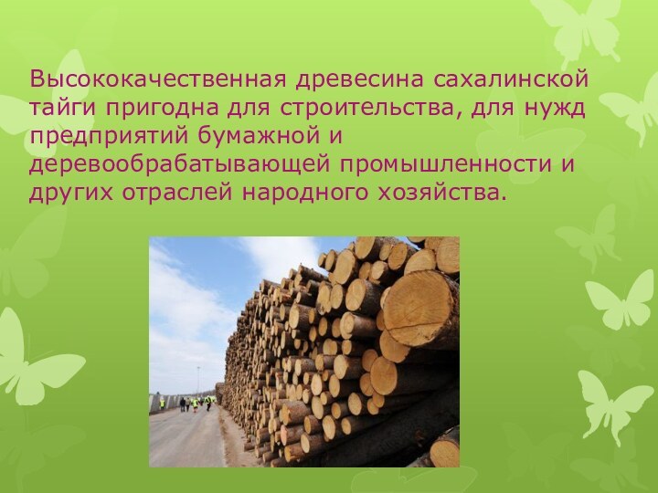 Высококачественная древесина сахалинской тайги пригодна для строительства, для нужд предприятий бумажной и
