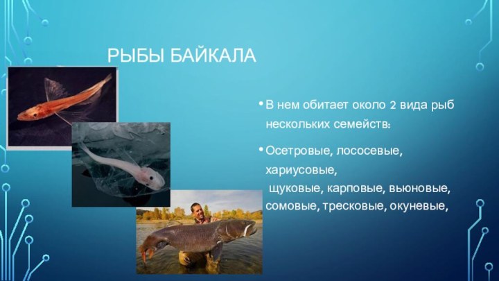 рыбы БайкалаВ нем обитает около 2