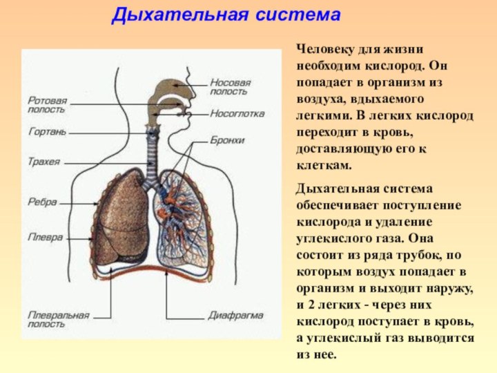 Дыхательная системаЧеловеку для жизни необходим кислород. Он попадает в организм из