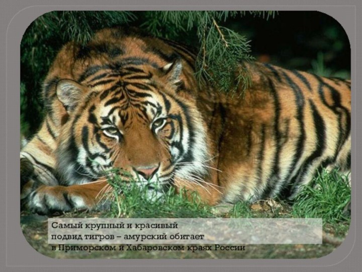 Самый крупный и красивый подвид тигров – амурский обитает в Приморском и Хабаровском краях России. 