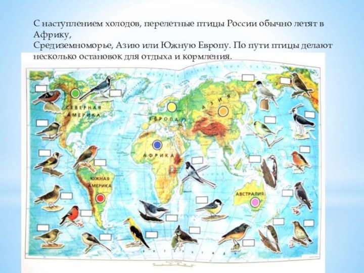 С наступлением холодов, перелетные птицы России обычно летят в Африку,Средиземноморье, Азию или