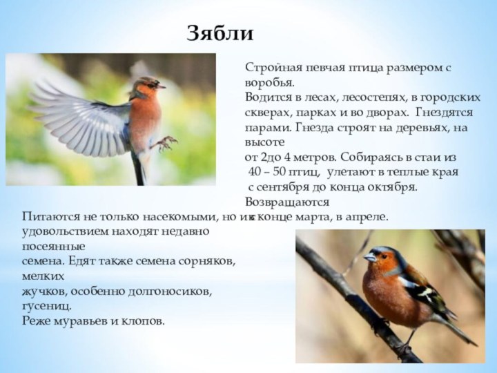 ЗябликСтройная певчая птица размером с воробья.Водится в лесах, лесостепях, в городскихскверах, парках