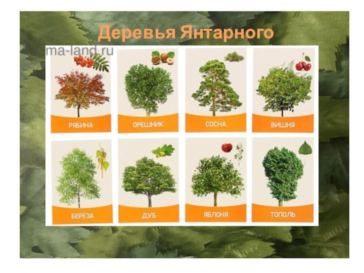 Деревья Янтарного края