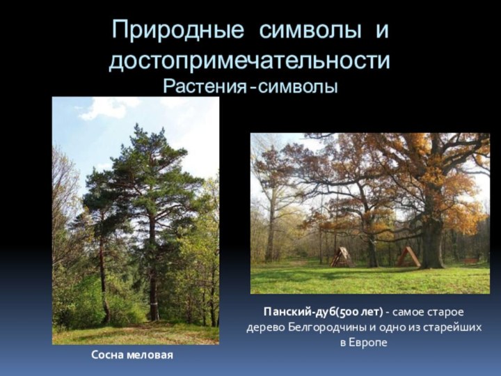 Природные символы и достопримечательности Растения-символы Панский-дуб(500 лет) - самое старое дерево Белгородчины