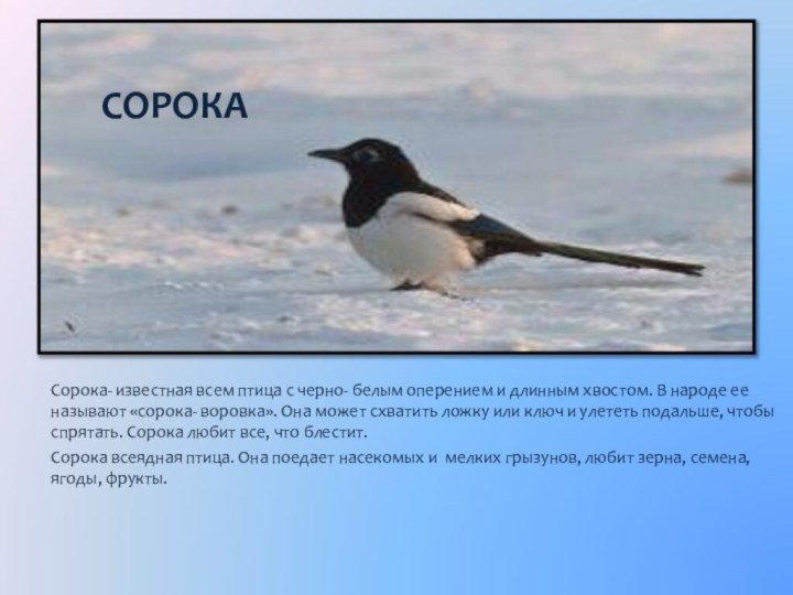 СОРОКАСорока- известная всем птица с черно- белым оперением и длинным хвостом.