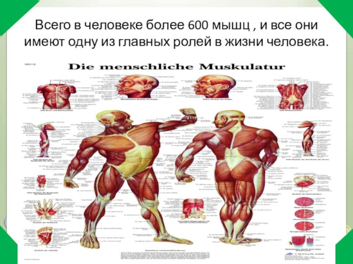 Всего в человеке более 600 мышц , и все они имеют
