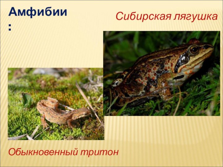 Амфибии:Обыкновенный тритонСибирская лягушка
