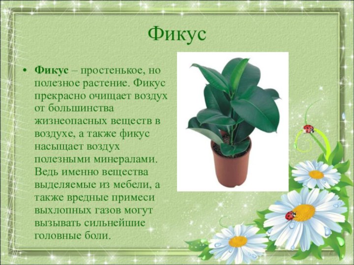ФикусФикус – простенькое, но полезное растение. Фикус прекрасно очищает воздух от большинства