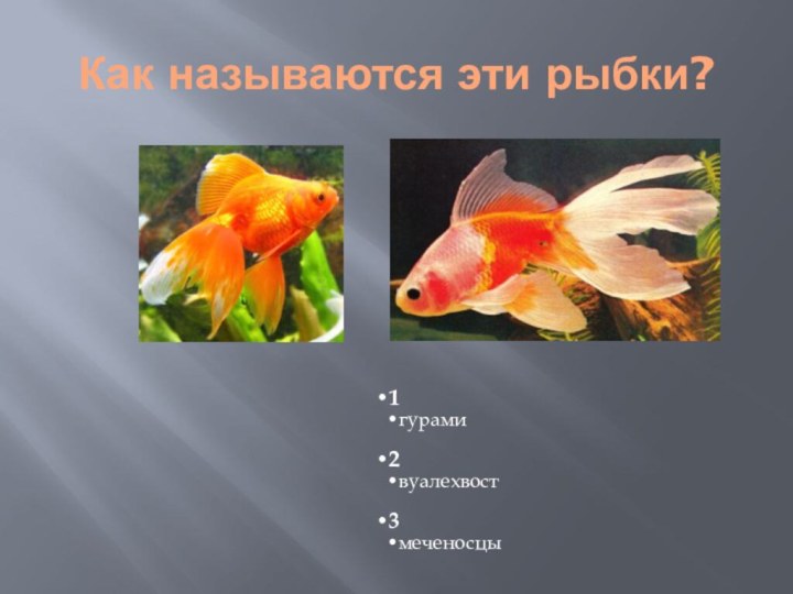 Как называются эти рыбки?
