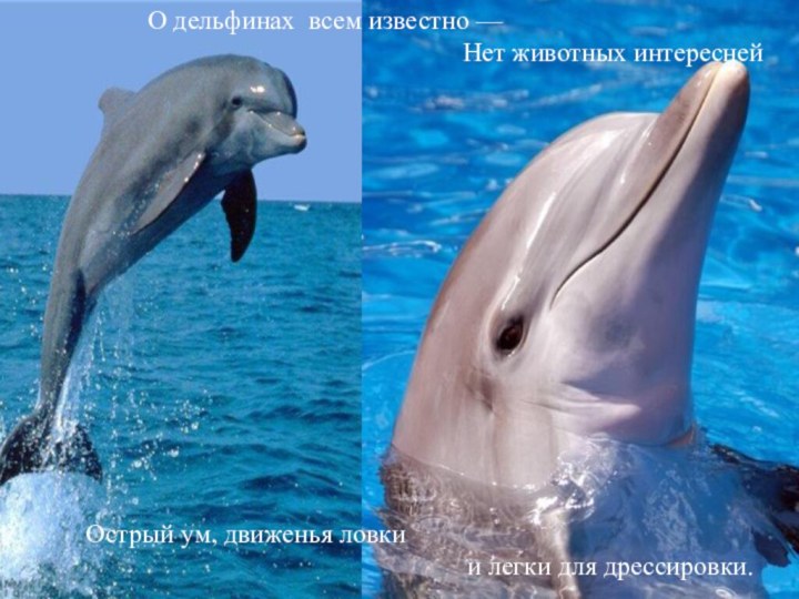 О дельфинах  всем известно — 