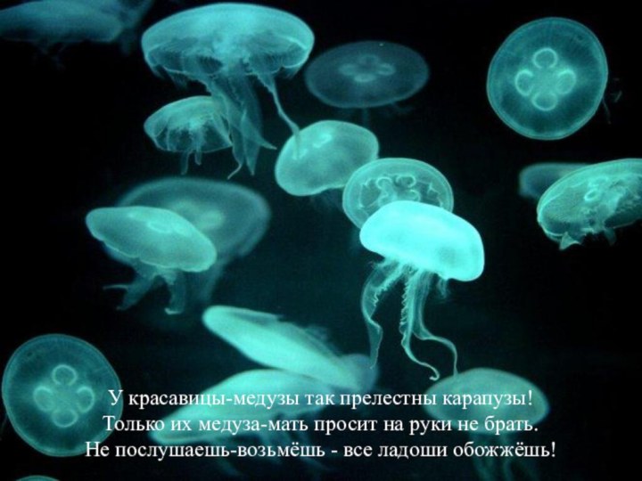 У красавицы-медузы так прелестны карапузы! Только их медуза-мать просит на руки
