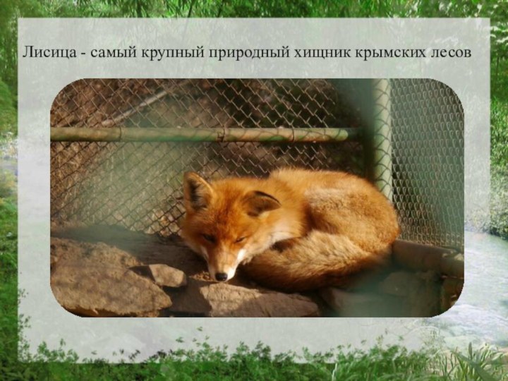 Лисица - самый крупный природный хищник крымских лесов