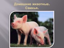 Домашние животные.Свинья. презентация к занятию по окружающему миру (средняя группа) по теме