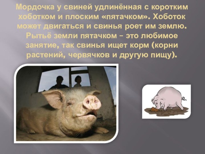 Мордочка у свиней удлинённая с коротким хоботком и плоским «пятачком». Хоботок