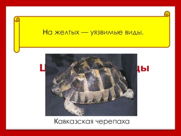 На желтых — уязвимые виды.Цветные страницы Красной книгиКавказская черепаха