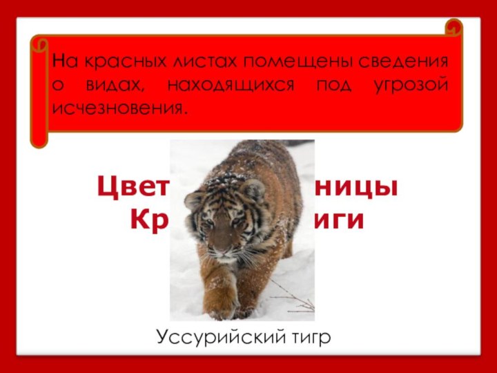 На красных листах помещены сведения о видах, находящихся под угрозой исчезновения.Цветные страницы Красной книгиУссурийский тигр