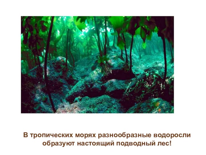 В тропических морях разнообразные водоросли образуют настоящий подводный лес!