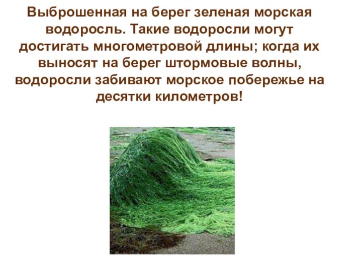 Выброшенная на берег зеленая морская водоросль. Такие водоросли могут достигать многометровой длины;