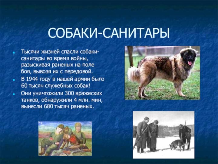 СОБАКИ-САНИТАРЫТысячи жизней спасли собаки-санитары во время войны, разыскивая раненых на поле боя,