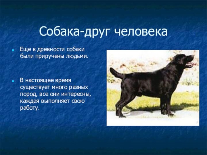 Собака-друг человекаЕще в древности собаки были приручены людьми.В настоящее время существует много