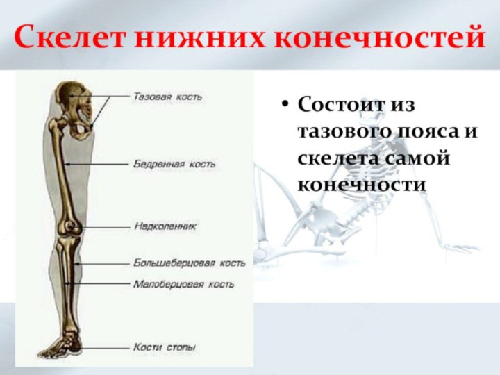 Скелет нижних конечностейСостоит из тазового пояса и скелета самой конечности
