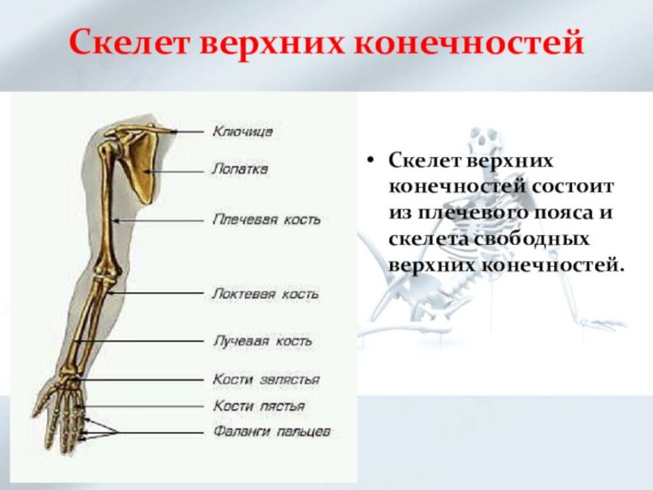Скелет верхних конечностейСкелет верхних конечностей состоит из плечевого пояса и скелета свободных верхних конечностей.