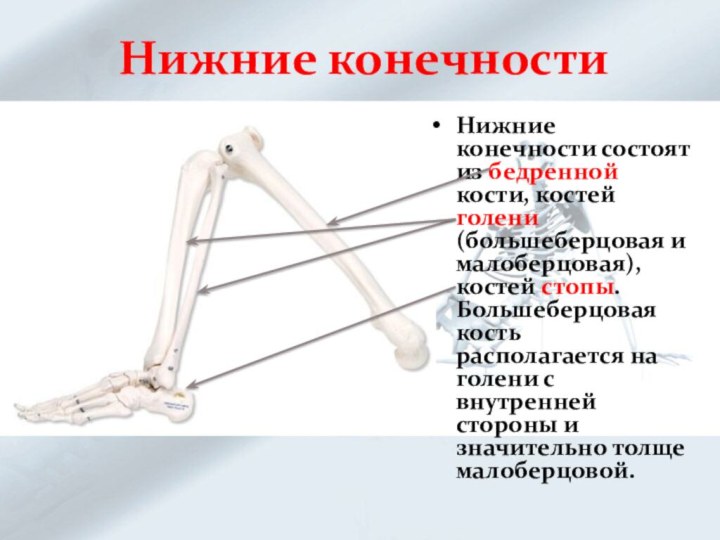 Нижние конечностиНижние конечности состоят из бедренной кости, костей голени (большеберцовая и малоберцовая),