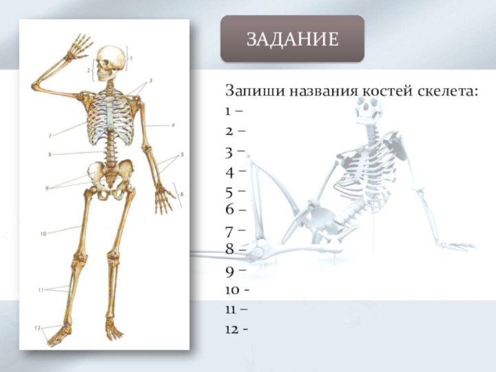 ЗАДАНИЕЗапиши названия костей скелета:1 –2 –3 –4 –5 –6 –7 –8 –9 –10 -11 –12 -