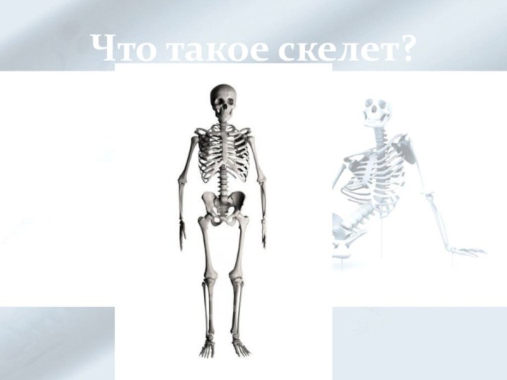 Что такое скелет?